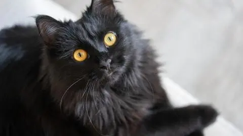 Kot odnalazł się po ośmiu miesiącach. Właścicielka rozpoznała jego miauczenie