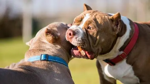 buldog amerykański pies psy bulldog shutterstock_2183204855
