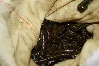 Funkcjonariusze Krajowej Administracji Skarbowej udaremnili przemyt 8,5 tysięcy pijawek lekarskich 