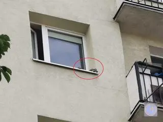 Zwierzę wyszło na parapet przez otwarte okno