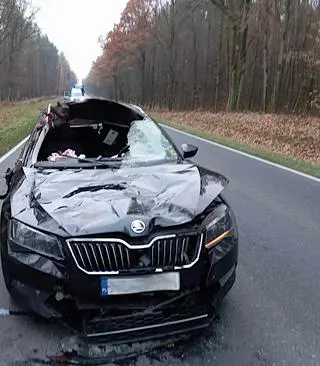 Samochód uderzył w łosia, dwie osoby trafiły do szpitala