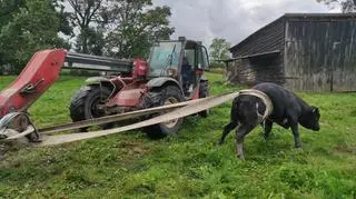 Zwierzęciu pomogli strażacy