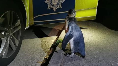 Podczas patrolu natknęli się na pingwina. "Szedł środkiem drogi"