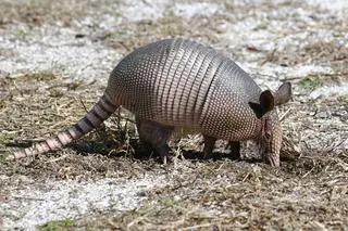 Pancernik (Dasypus novemcinctus)