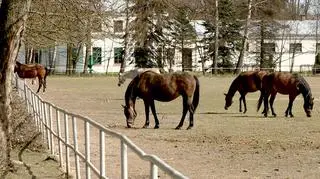 Stadnina w opałach