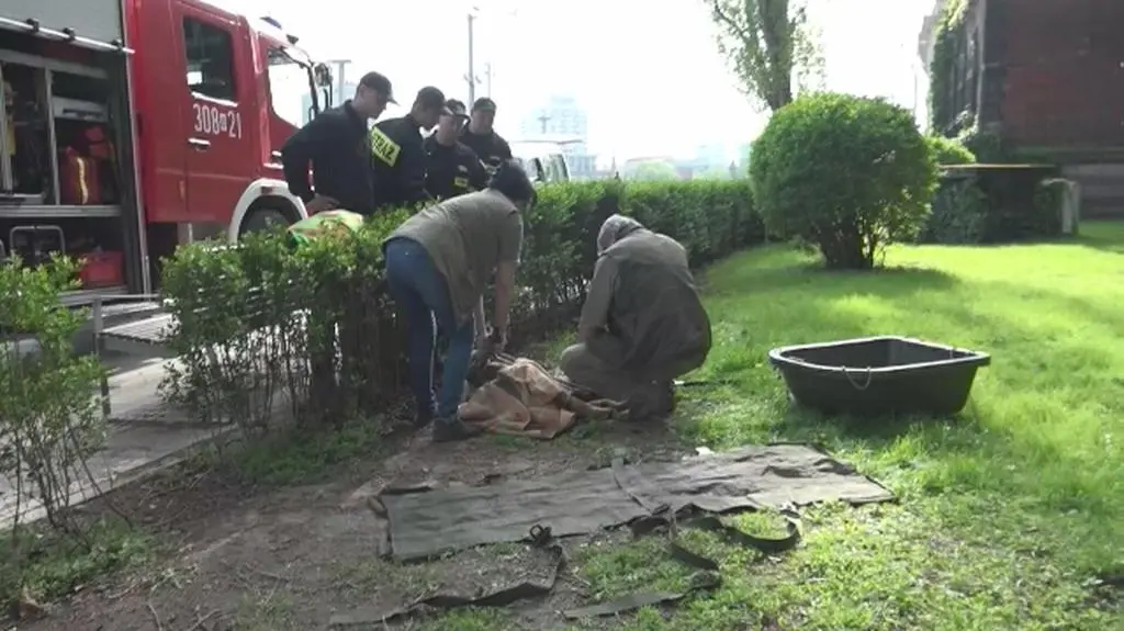 Koziołek przypłynął do centrum Wrocławia