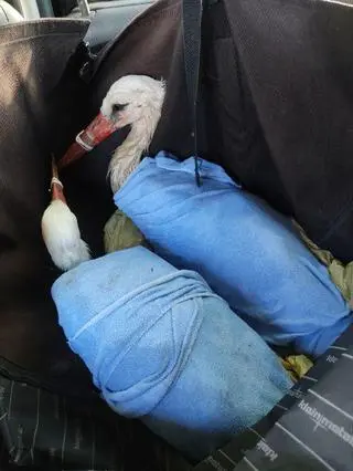 Bociany wpadły do zbiornika z wodą. Siedem z nich nie przeżyło