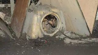 Pies mieszkał w beczce 