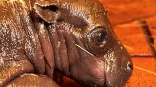 Hipopotam chwilę po urodzeniu