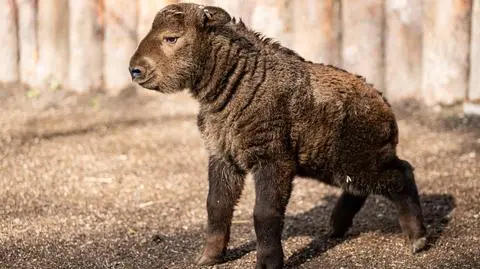 China's national treasure in Wrocław. Female golden takin is born in local zoo