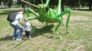 Owady giganty w Starym Browarze