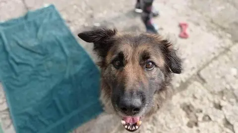 Pies w kojcu pełnym odchodów, bez dostępu do wody. Jego właścicielka stanie przed sądem