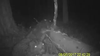 Bobry przyłapała fotopułapka