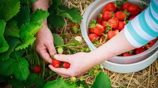 Czy truskawki trzeba myć? "Skutki zdrowotne mogą pojawić się dopiero po latach"