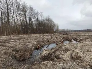 Miejsca wycinek ciągną się na około siedmiu kilometrach 