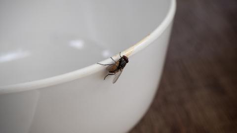 Próbował tylko zabić muchę. Wysadził część domu