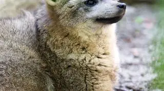 Dwa otocjony powiększyły kolekcje drapieżników