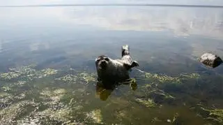Focze lato na Pomorzu