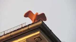 Jeden z orłów odstraszający gołębie