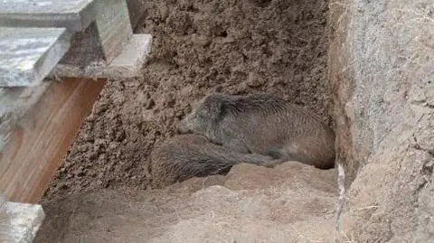 Dziki wpadły do wykopu. "Wyciągnęliśmy je sprytnym sposobem"