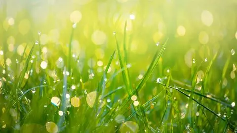 Lokalnie mogą pojawić się opady deszczu