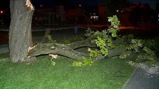 Konar drzewa ułamał się w parku w Tarnowie