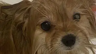 Chewy Photo