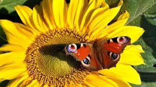 Niespodzianką były też czarne tulipany