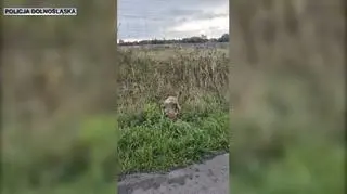Z pomocą lisowi, utknął w siatce