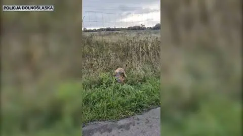 Lis utknął w metalowej siatce