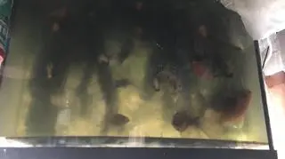 Rybki trzymane były w brudnej wodzie
