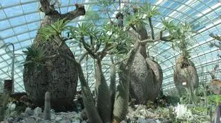 Gardens by the Bay