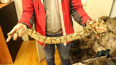 Wąż znajdował się w paczce, która jechała w pociągu ze Śląska do Szczecina