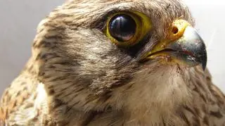 "Oswojona" pustułka na os