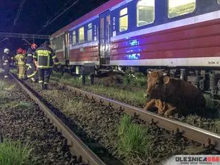 Krowy weszły na tory i wpadły pod pociąg
