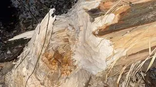 The tree was cut down by beavers