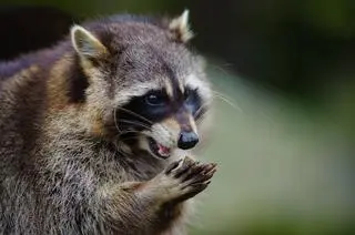 Szop pracz (Procyon lotor)