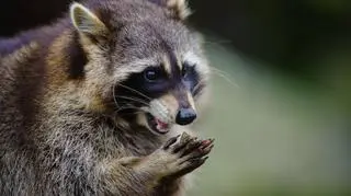 Szop pracz (Procyon lotor)
