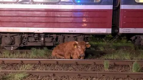 Dwie krowy przeżyły zderzenie z pociągiem, strażacy wyciągnęli je spod wagonu