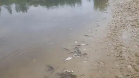 Wyłowili kilkadziesiąt kilogramów śniętych ryb. "Do rzeki mogły spłynąć resztki chemii z pól"