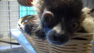 Ciekawskie i pełne energii lemurki z wrocławskiego zoo