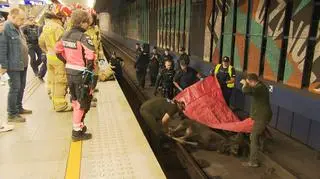 Łosie na ulicach. "Warszawa jest pod tym względem szczególna"