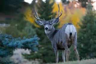 Mulak czarnoogonowy (Odocoileus hemionus) 