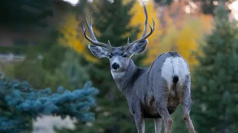 Śmiertelna "choroba zombie" w parku narodowym