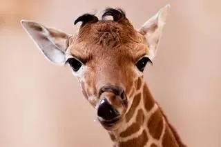 Żyrafa Inuki we wrocławskim zoo