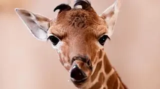 Żyrafa Inuki nowym mieszkańcem wrocławskiego zoo