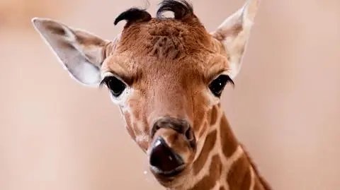 Żyrafa Inuki nowym mieszkańcem wrocławskiego zoo