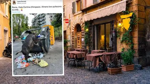 Dziki opanowały Rzym. Zdarza się, że atakują mieszkańców