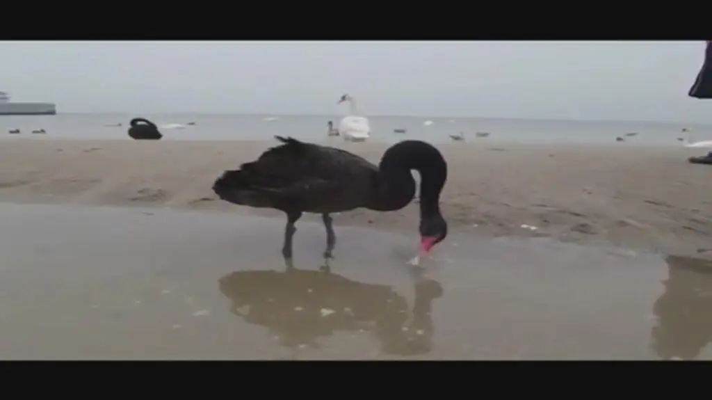 Łabędzie w Kołobrzegu