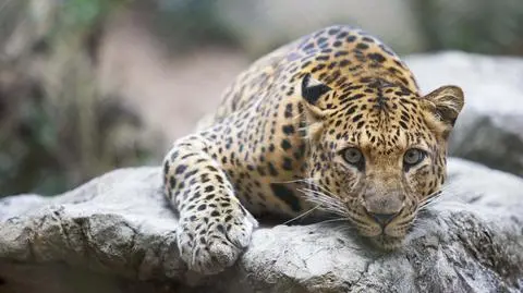 Z zoo uciekł lampart. "Ewakuowano wszystkich odwiedzających"